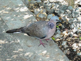 Haw4990 Spotted Dove.jpg