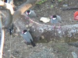 Haw3927 Java Sparrows.jpg