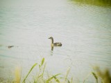 145-5107 Pied-billed Grebe.jpg