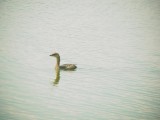 145-5111 Pied billed Grebe.jpg