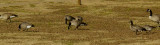 Geese5456 Cackling Geese 6.JPG