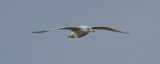 IMG_0129 RB Gull Flight.JPG