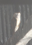 Barn Owl 0420a