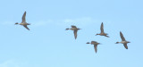 Northern Pintails 0459a