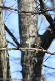 Blue-headed Vireo rear 0497a