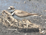 0100 Killdeer.JPG