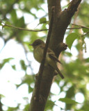 0343 Acadian Flycatcher.JPG