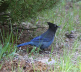 9677 Stellers Jay