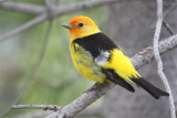 0628 Western Tanager