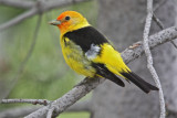 0629 Western Tanager