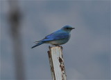 9878 Mountain Bluebird