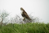 0197 Red-tailed Hawk at Pits.JPG