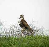 0198 Red-tailed Hawk at Pits.JPG