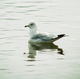 0218 Ring-billed Gull.JPG