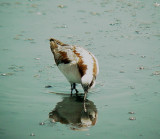 117-01774 Wilsons Phalarope.JPG