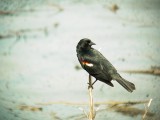 119-02002 Red Wing Blackbird.JPG