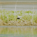 119-02043 Blk Tern.JPG