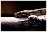 WILDLIFE