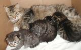 Kittens and mom