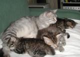 Izzi_g-kittens220506.jpg