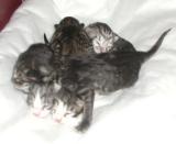 New born kittens - vastasyntyneet
