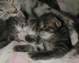 Amante's H kittens are 2 weeks