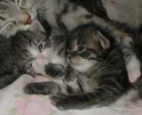 Amantes H kittens are 2 weeks