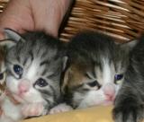 Hip Hop - silver mackerel tabby white  & Harlequin black mackerel tabby white boys