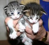 Hip Hop- silver mackerel tabby white& Harlequin black mackerel tabby white boy