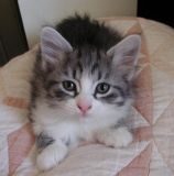 A silver makcerel tabby white cutie!