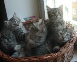 kittens12w4.jpg