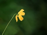 Nature yellow