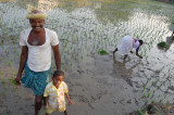 Planting Rice, Anegundi