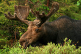 Bull Moose in Spring Velvet