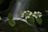 Hobbblebush Blossoms