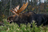 Bull moose in Wildflowers