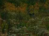 Meadow Deer