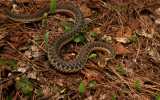 Garter Snake