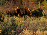 Mating Pair of Moose