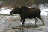 Calf Bull Moose Fording the Swift River (d)