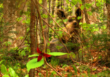 Moose and Red Trillium