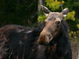 Cow moose in Early Spring