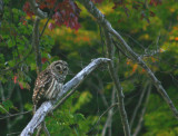 Barred Owl on the Swift River