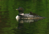 loon and chick at sunrise