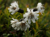 Bootts Rattlesnake Root