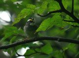 White Throated Sparrow