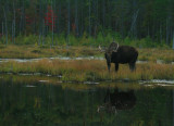 Bull Moose in Early Autumn