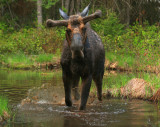 bull moose approaching