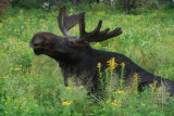Bull Moose Resting in Wildflowers