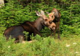 Calf Moose Snuggling Mama